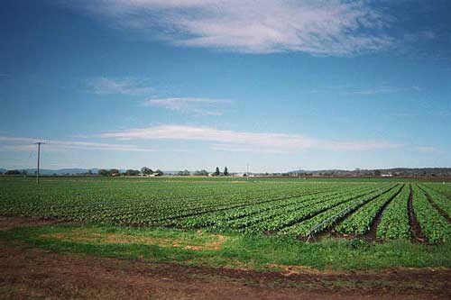 Irrigated Lands Regulatory Program